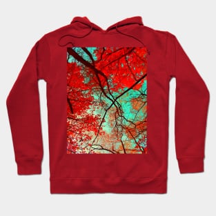 Autumn Trees Hoodie